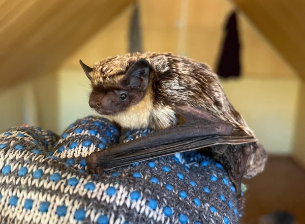 Лекция «Особенности отряда Рукокрылые»