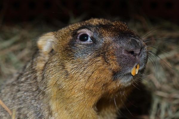 Тематическая встреча «Животное дня»