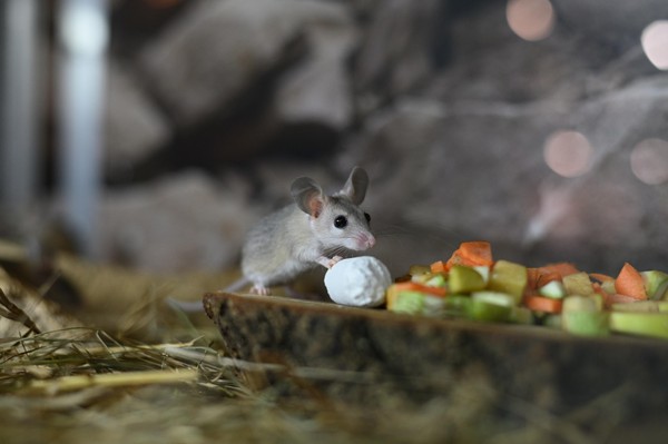 Интерактив «Ням-ням-шоу»