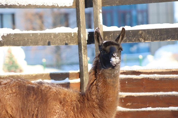 Викторина «Лама и её семья»