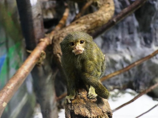 Экскурсия «Путешествие в страну забавных обезьянок»