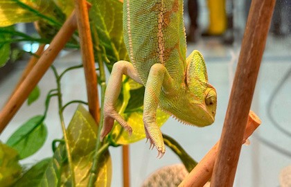 Выставка рептилий