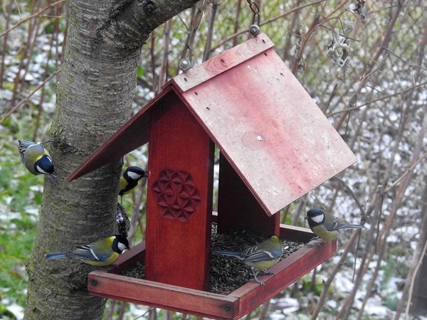 Акция «Пернатые друзья»