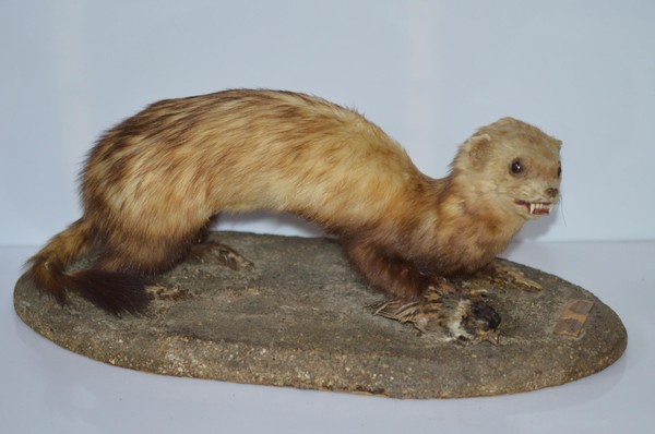 Выставка «От пингвина до хорька»