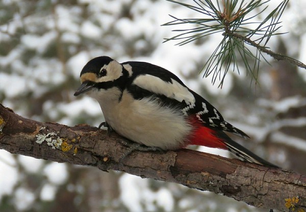 Рязанский клуб «Птицы» «Зимние наблюдения птиц в Рязанской области»