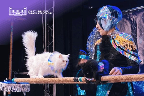 Спектакль «Космокотики: в поисках новогодней звезды» Театр кошек «Кото Феи»