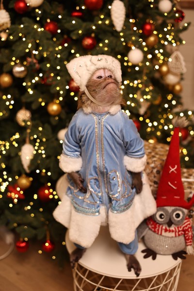 Новый год с обезьянкой Читой и Фокусником Новиковым