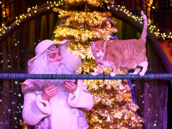 Новогодние приключения котов-чемпионов