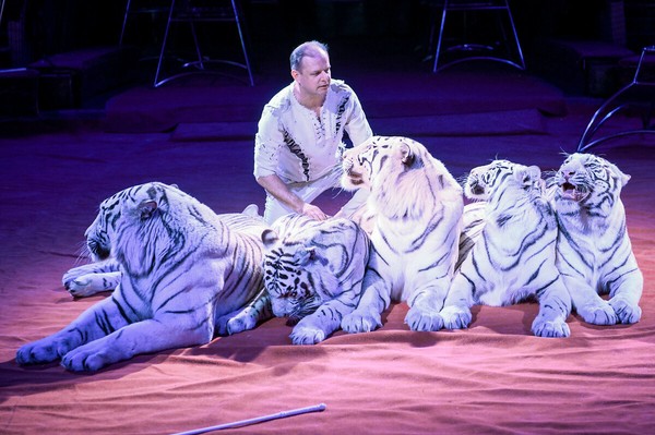 Цирк Vivat. Белые тигры