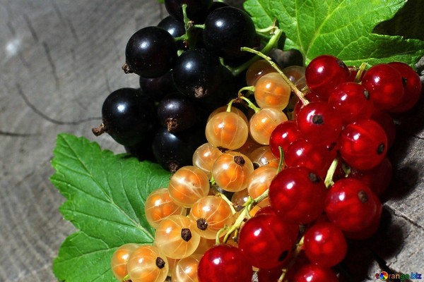 Агротехника выращивания смородины. Новые перспективные сорта