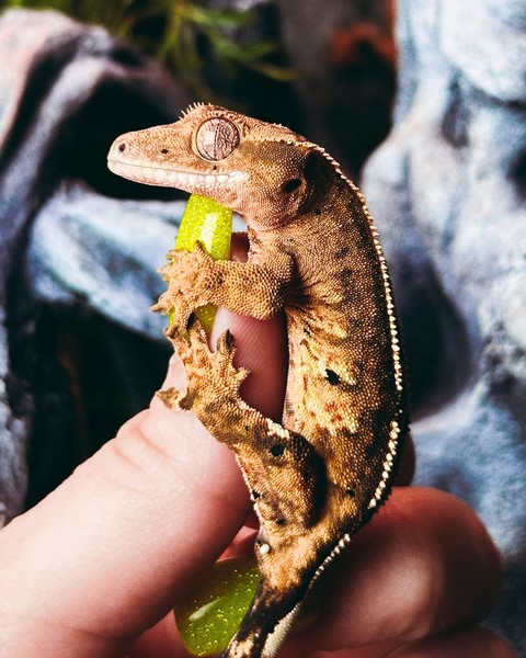 Гекконы. Эублефар и Бананоед. Знакомство с рептилией