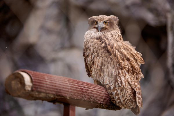 Квест «Ребятам о зверятах»