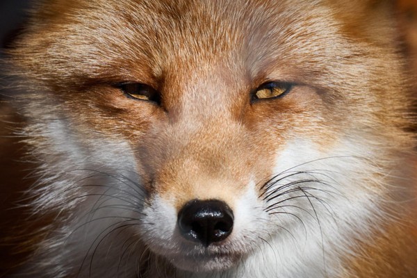 Программа «В гостях у лисички»