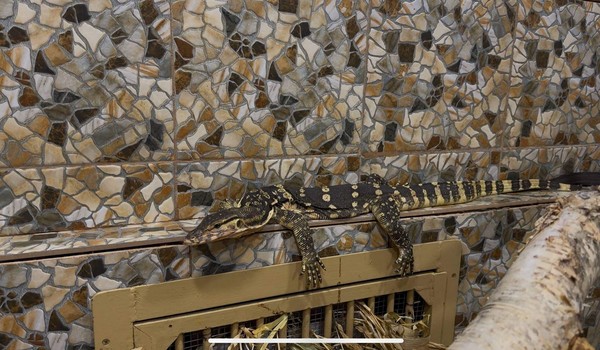 Программа «Загадки мира рептилий»