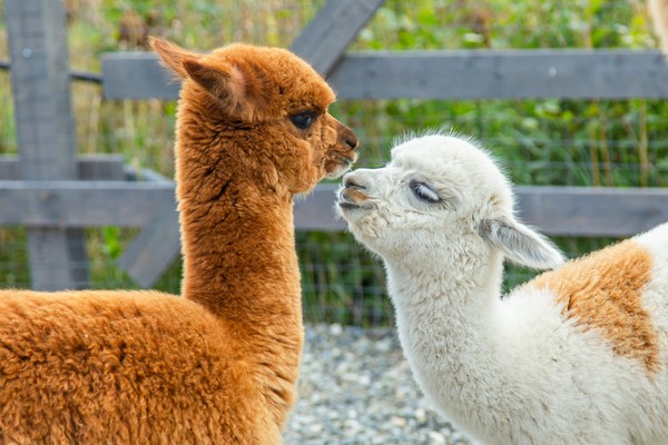 Экскурсия в парк альпак
