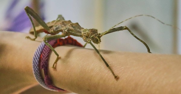 Выставка «Богомолы – насекомые с другой планеты»