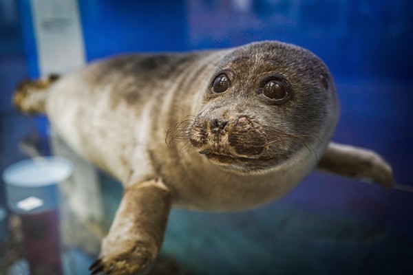 Новогодняя елка «Байкал встречает Новый год!»