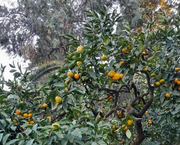 Мастер-класс «Мандариновое настроение»