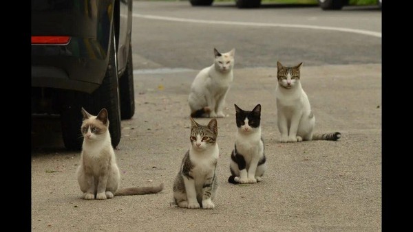 Беседа «Забота о бездомных кошках: проявление человечности и сострадания»