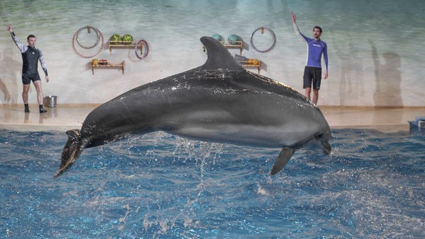 Новогодний континент