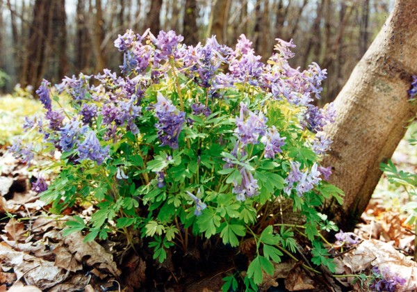 Тематическое занятие «Загадки лесов и степей Белогорья»