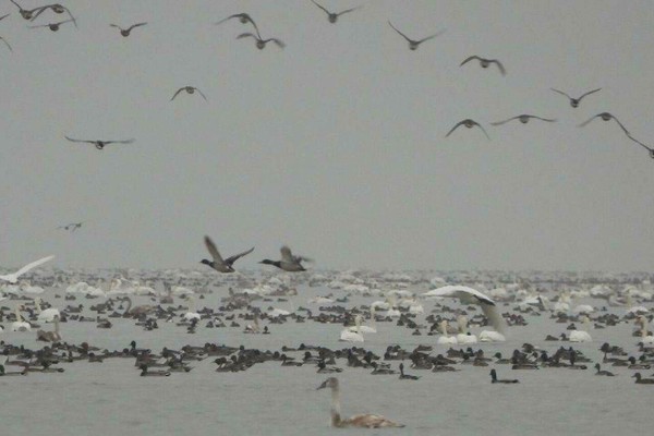 «Крылья над Каспием: Загадки пернатых странников Прикаспия»