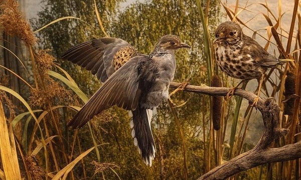 Тематическая беседа «Горлица – лесной голубь»