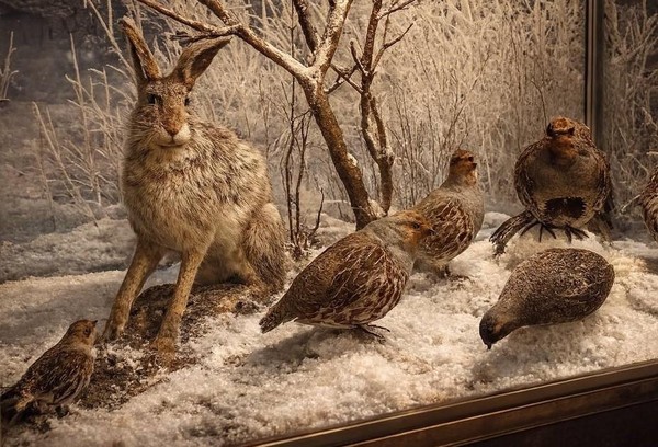 Тематическая беседа «Поступью зайца»