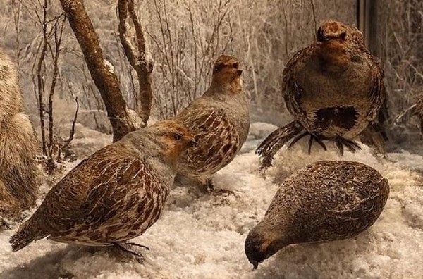 Беседа о предмете «Чучело куропатки»