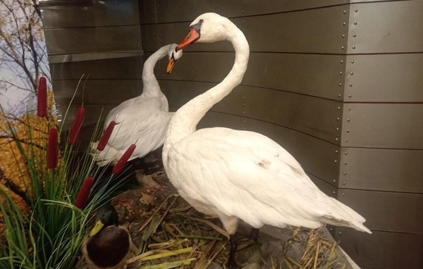 Тематическая беседа «О лебедях и гусях»