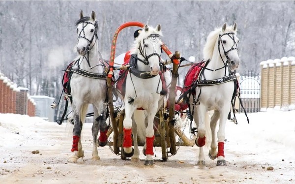 Ёлка в цирке