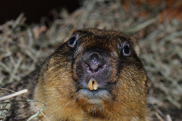 Тематическая встреча «Животное дня»