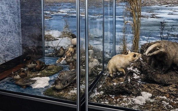 Беседа о предмете «Чучело барсука: экскурс в биологию и таксидермию»