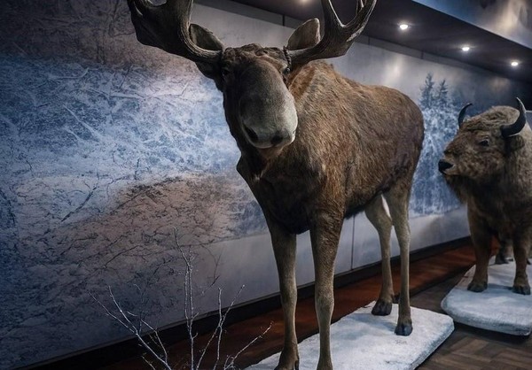 Тематическая беседа «Лось – символ Воронежских лесов»