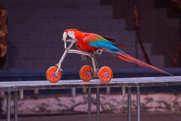 Тематическая беседа «Дрессировка птиц»