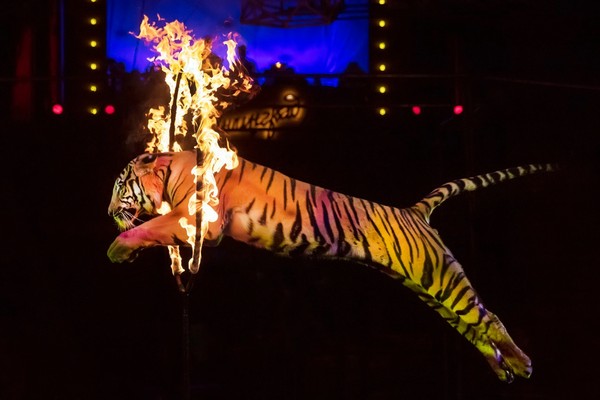 Новогодняя Феерия