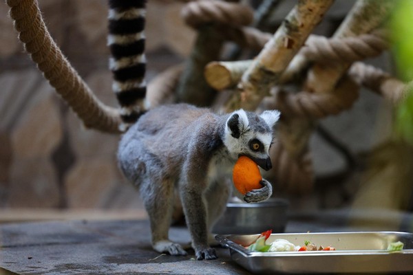 «Ковчег жизни: миссия современного зоопарка». Экскурсия из цикла «Другой зоопарк»