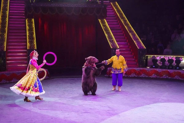 Медведи на кабриолете