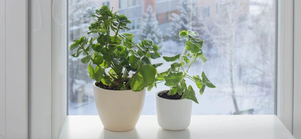 Встреча «Советы опытного садовода»