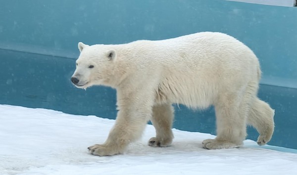 «Афиша на декабрь 2025»