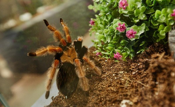 Выставка «Планета пауков»