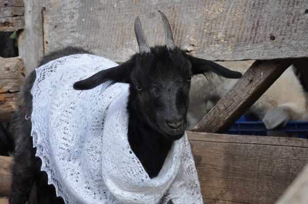 Музейное занятие «Об оренбургской козе и пуховом платке»