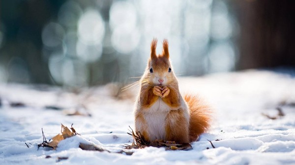 «Зимние загадки»