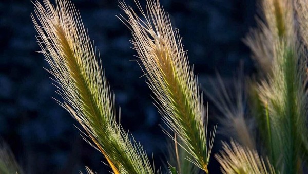 Растения, как символы в Библии: злаки