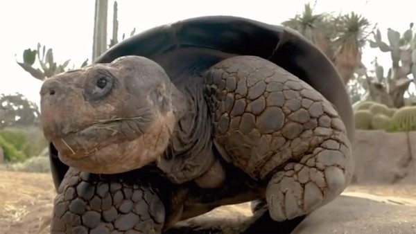 Классный час «Твердая сверху, мягкая внизу»