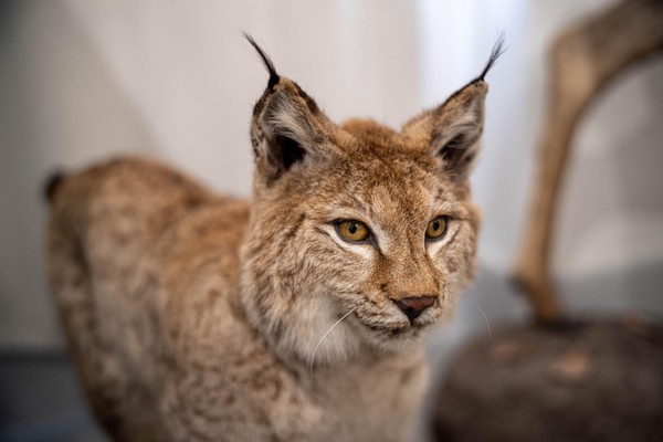 Занятие «Красная книга Сахалинской области: животные»