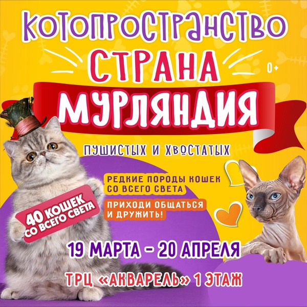 выставка кошек Страна Мурляндия