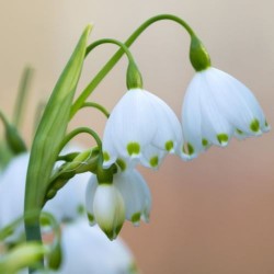 Çурхи кулӑш миххи (Весенний переполох)