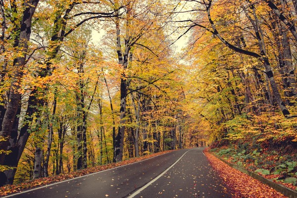 Всесезонный пикник в Сабадури — красивейшем лесу Грузии