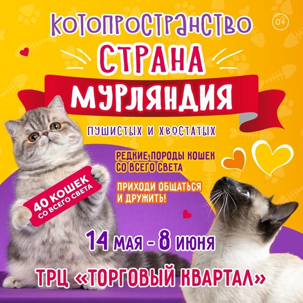 Котопространство «Страна Мурляндия»